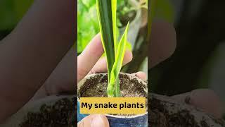 Snake plant care ,subscribe for more such basic knowledgable tips #snakeplant #gardeningideas#plants