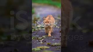 Petualang seru kucing di hutan #kucing #cerita #kucinglucu #kucingpintar