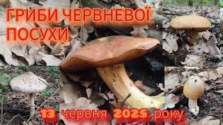 ️Неочикувані ГРИБНІ знахідки у суперіч спеці Хто  самий витривалий 13 червня 2025 року