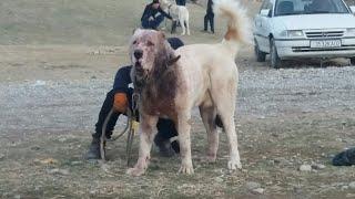 Турнир тест Испытанный Сугд обзор собак Tajik it alabai Central Asian Test Work Dogs Alabai