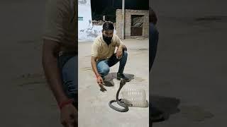 mila toh maruga #viral  #shortfeed #shorts #video  #mahadev #snake #cobra #ytshorts #trending #reels