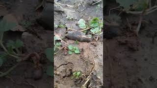 Field walking for Arrowheads