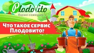 Биржа саженцев ПлодоВито. Купить саженцы. Продать саженцы. Товары для дачи и сада. Услуги садоводов.