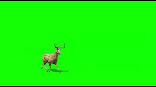 Deer Running Animal Green Screen No Copyright Deer