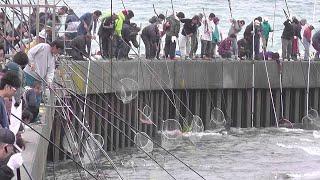 video Japanese catching sardines with a racket - Caught a lot of sardines in the river