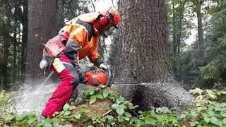 BIG COMEBACK! Lumberjack Little Harvestor VS Chainsaw Husqvarna 560XP