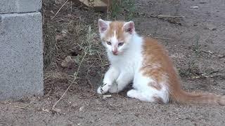 Коты и котята. Водяная выдра и красивый закат.Cats and kittens