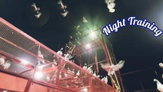 Night Training Full Process | Raat Ma Landing |Hashim Mahmood Pigeons