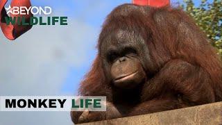 S6E09 | Oshine Has Problems When She Undergoes A Health Check | Monkey Life | Beyond Crime