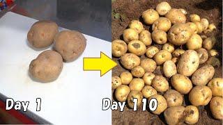 How to regrow potatoes from store-bought potatoes