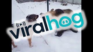 Bear and Dog Playing in the Snow || ViralHog