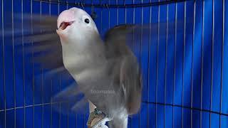 Swkali dengar lovebird diam langsung nyaut gacor latah dalam hitungan detik buktikan