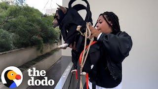 Dog Goes Undercover To Get His Ball Back | The Dodo