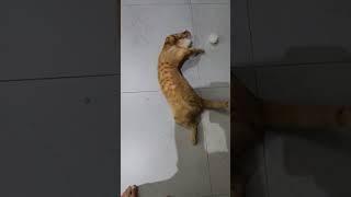 Excited orange cat #oyen