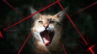 BIG CATS vs Laser Pointers!