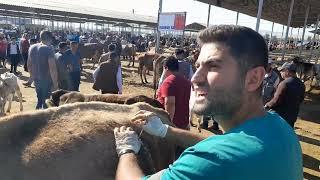 ÇATLAMAK ÜZERE OLAN İNEĞİ KURTARMA ( YEM DEĞMESİ VEYA YONCA YİYİP KARNI ŞİŞEN İNEĞİN KURTARILMAS )