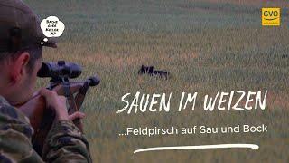 Sauen im Weizen - erfolgreiche Feldpirsch auf Sau und Bock