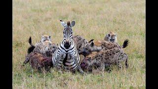 OVER 7 MILLION VIEWS!!!  Pregnant zebra mares battles hyena clan.(graphic content)