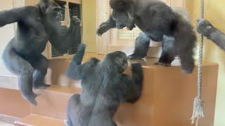 Wife gorilla explodes in anger at husband gorilla's prank Shabani Group