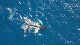 Humpback whale/ Dolphins/ DJI Mini 3 Pro/Halona Blowhole/Oahu, Hawaii.