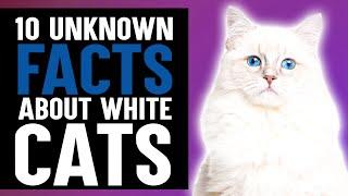 10 facts about white cat's you didn't know!