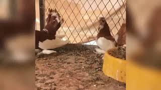 Russian Tumbler Pigeons Group