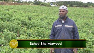 Mati Ke Mol - Plantation of Tomatoes and Pumpkin at Grand Bois