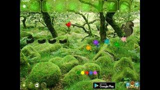 Green bush squirrel forest escape - soluce