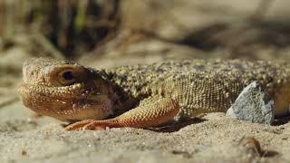 Agama lizard