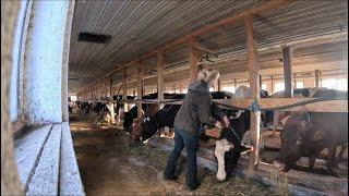 Filling the barn with new cows and night time milking chores…