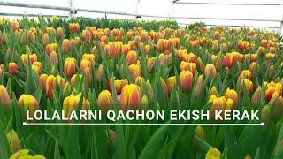 Lolalarni Qachon Ekish Kerak