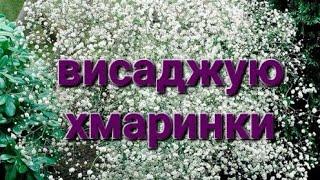 Ото кореневище!!!Про гіпсофілу.Брехня від фасувальників насіння.#квіти #сухоцвіти #квітник