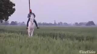 Beautiful Nukar Stallion NEW YUVRAJ  Bajwa stud farm At Ajnala Punjab number 9876987120