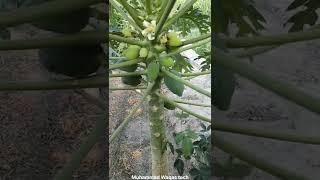 Papaya Fruits | Village Fruits | Shorts | Muhammad Waqas Tech