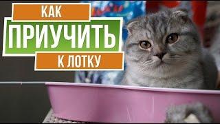 Как приучить кошку к лотку ️ Советы от garden zoo