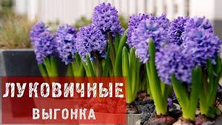 ЛУКОВИЧНЫЕ! ВЫГОНКА!