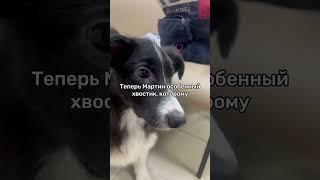 Ему нужен дом  #щенок #helpanimals #животные #puppylove #puppy #помощьживотным #приют #shelter
