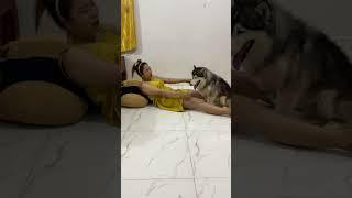 Aww!! TONY get angry me #shorts #funny #careful #cute