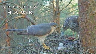 Sparrowhawk bird of prey nest