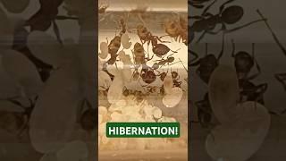 What Is HIBERNATION? ️