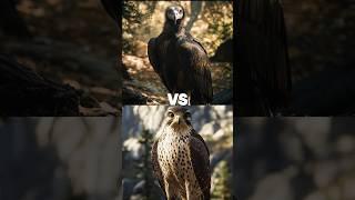 Bald eagle vulture VS (fox, owl, snake, hawk..)