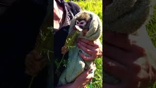 Monkey Maksik 