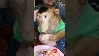 обезьянья неожиданность  Новая гостья или....не гостья‍️#monkey  #обезьяна #лапундер #макака