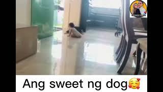   #dogangel #sweetdog #dogloverphilippines  #capcut