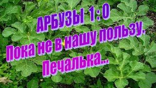 Арбузы 2 недели после высадки. Минус один