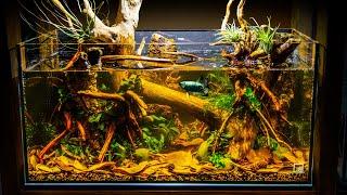 Sunken Forest Blackwater Aquascape for Samurai Betta (Low Tech)