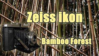 Film Photography - Zeiss Ikon in Bamboo Forest