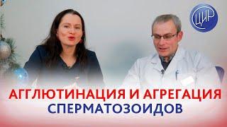 Мужское бесплодие. Агглютинация и агрегация сперматозоидов и ненаступление беременности.