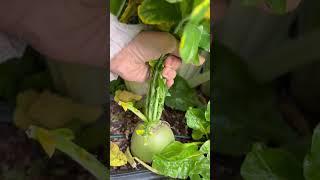 What’s this ?  volunteer ?