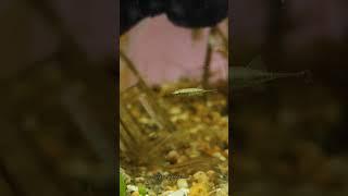 Indostomus Crocodilus #luckyaquarium #aquariumfishfish #aquarium